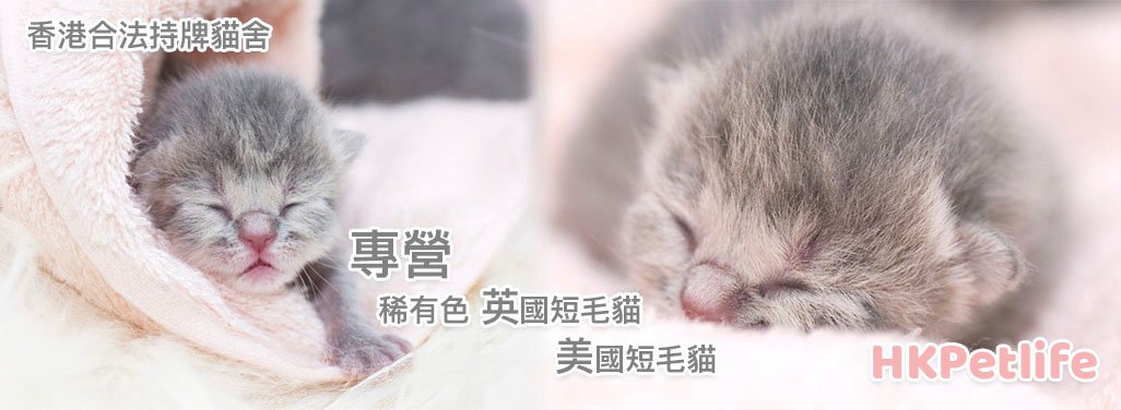 五月貓舍專營英國短毛貓與美國短毛貓
